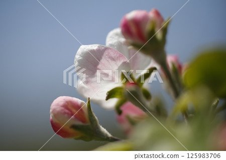 Apple blossoms blooming in the spring sunshine 125983706