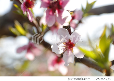 蘋果花在春日陽光下綻放 125983750