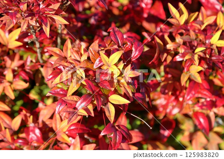 Autumn leaves: Otafuku Nandina leaves Autumn leaves: Otafuku Nandina leaves 125983820