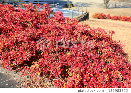 Autumn leaves: Otafuku Nandina leaves Autumn leaves: Otafuku Nandina leaves 125983823