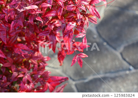 Autumn leaves: Otafuku Nandina leaves 125983824