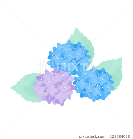 Hydrangea Cut Illustration Blue Purple – Hydrangea Cut Hydrangea Cut Illustration Blue Purple – Hydrangea Cut 125984058