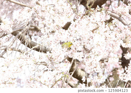 丸山公園 125984123