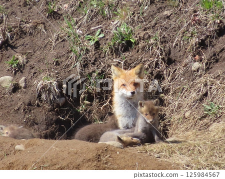 A mother and child red fox peeking out from their den 125984567