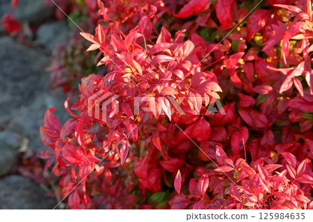 Autumn leaves: Autumn leaves of Otafuku Nandina 125984635
