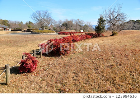 Winter park: Autumn leaves of Otafuku Nandina hedge 125984636