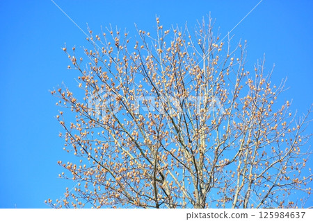 Winter park: fallen calyx of tulip tree Winter park: fallen calyx of tulip tree 125984637