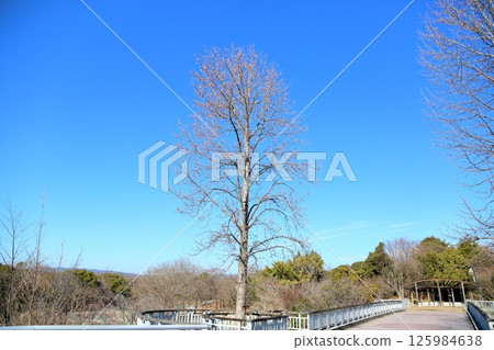 Winter park: fallen calyx of tulip tree 125984638