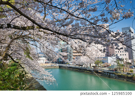 福井城遺址護城河櫻花盛開 125985100