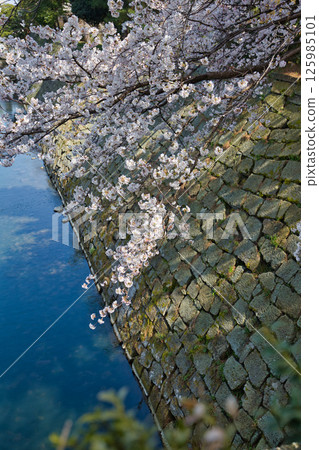 Fukui Castle ruins moat with cherry blossoms in full bloom Fukui Castle ruins moat with cherry blossoms in full bloom 125985101