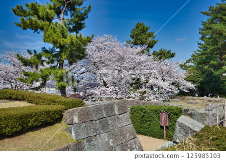 Fukui Castle ruins moat with cherry blossoms in full bloom 125985103