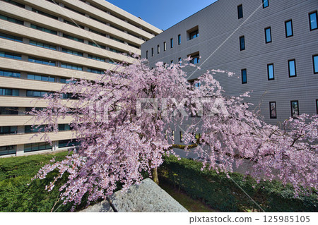 福井城遺址護城河櫻花盛開 福井城遺址護城河櫻花盛開 125985105