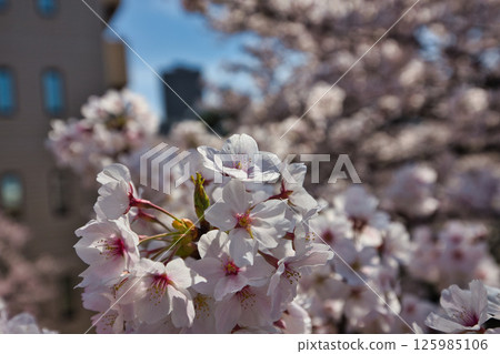 Fukui Castle ruins moat with cherry blossoms in full bloom Fukui Castle ruins moat with cherry blossoms in full bloom 125985106