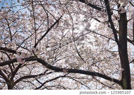 Fukui Castle ruins moat with cherry blossoms in full bloom Fukui Castle ruins moat with cherry blossoms in full bloom 125985107