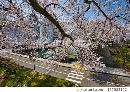 Fukui Castle ruins moat with cherry blossoms in full bloom Fukui Castle ruins moat with cherry blossoms in full bloom 125985132