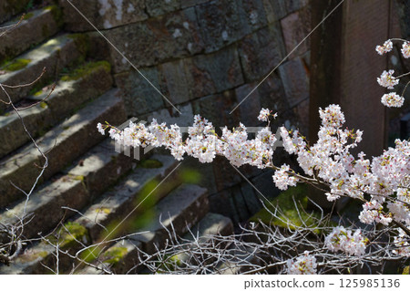 Fukui Castle ruins moat with cherry blossoms in full bloom Fukui Castle ruins moat with cherry blossoms in full bloom 125985136