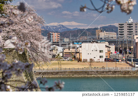 Fukui Castle ruins moat with cherry blossoms in full bloom Fukui Castle ruins moat with cherry blossoms in full bloom 125985137