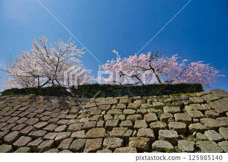 福井城遺址護城河櫻花盛開 125985140