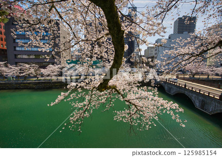 Fukui Castle ruins moat with cherry blossoms in full bloom Fukui Castle ruins moat with cherry blossoms in full bloom 125985154
