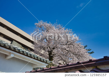 福井城遺址護城河櫻花盛開 125985157