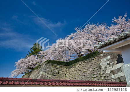 Fukui Castle ruins moat with cherry blossoms in full bloom 125985158