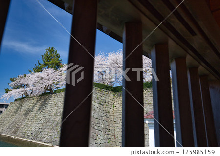 Fukui Castle ruins moat with cherry blossoms in full bloom 125985159