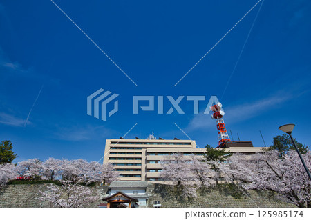 Fukui Castle ruins moat with cherry blossoms in full bloom Fukui Castle ruins moat with cherry blossoms in full bloom 125985174