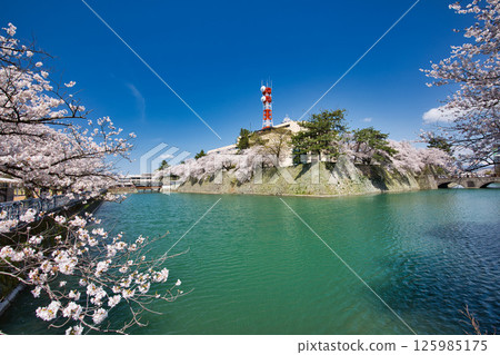 Fukui Castle ruins moat with cherry blossoms in full bloom 125985175