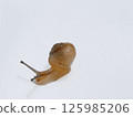 蝸牛 125985206