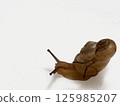 蝸牛在上面 125985207