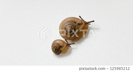 Two snails Two snails 125985212