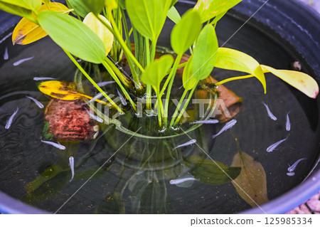 Medaka swimming in a water lily pot 125985334