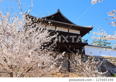 [Hiroshima Prefecture] Fukuyama Castle in spring with cherry blossoms (after reconstruction) Fukuyama Castle Cherry Blossom Festival 125985349
