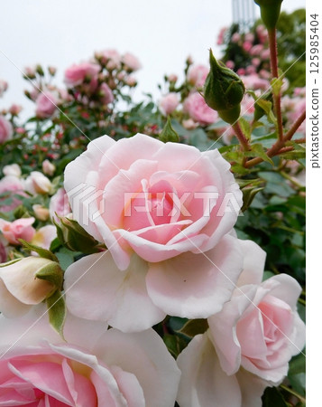 Roses in the rose garden at Yamashita Park 125985404