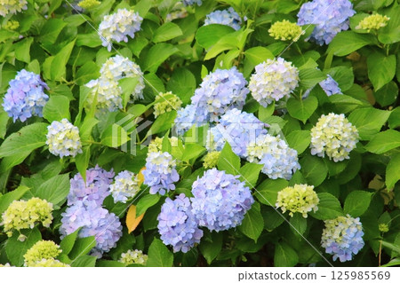 Blue hydrangea 125985569