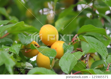 Ripe plum 125985571