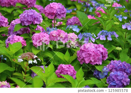 Hydrangea blooming in the clear of the rainy season 125985578
