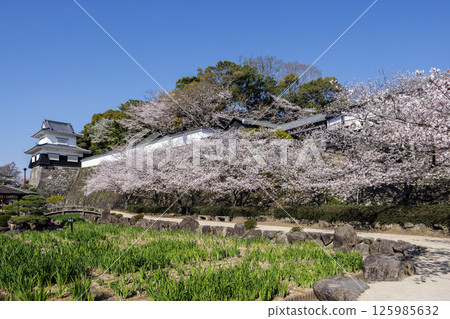 Blue sky and cherry blossoms at Kushima Castle ruins 125985632
