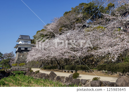 Blue sky and cherry blossoms at Kushima Castle ruins Blue sky and cherry blossoms at Kushima Castle ruins 125985645