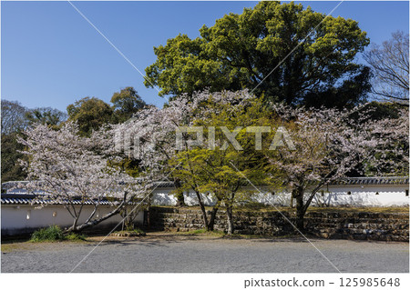 Blue sky and cherry blossoms at Kushima Castle ruins 125985648