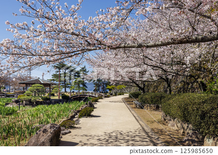 串島城遺址的藍天和櫻花 125985650