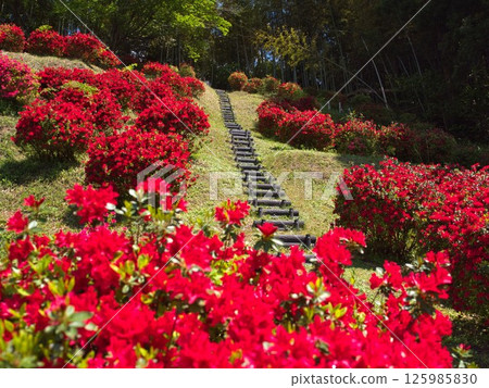 A famous flower spot: Satsukiyama Park in Niigata City 125985830