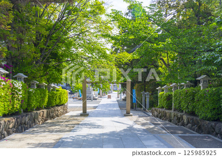 Hirota Shrine: The shrine pillars and approach surrounded by fresh greenery (Nishinomiya City, Hyogo Prefecture) Hirota Shrine: The shrine pillars and approach surrounded by fresh greenery (Nishinomiya City, Hyogo Prefecture) 125985925