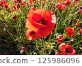 Vibrant field of red poppies swaying gently in the breeze against a sunny backdrop 125986096
