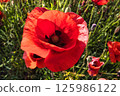 Close-up of a vibrant red poppy flower highlighting its beauty against a green field backdrop 125986122