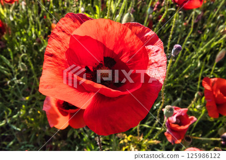 Close-up of a vibrant red poppy flower highlighting its beauty against a green field backdrop 125986122