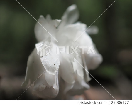 球果假水晶蘭 球果假水晶蘭 125986177