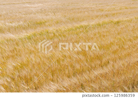 Wheat field swaying in the wind 125986359
