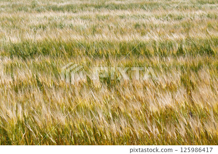 麥田在風中搖曳 125986417
