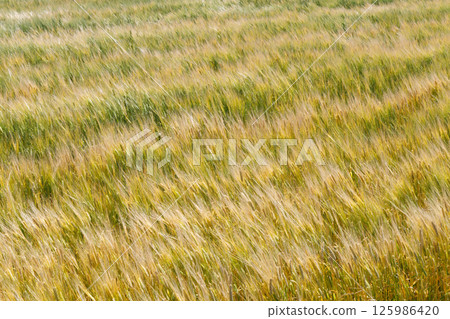 麥田在風中搖曳 125986420